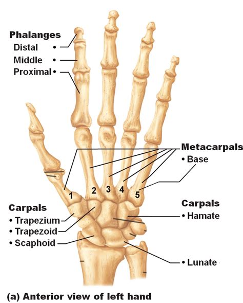 1 Description Of The Main Bones Of The Human Hand Adapted From 26