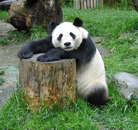 Cute Panda Eats A Treat Funny Baby Polar Bear And Panda
