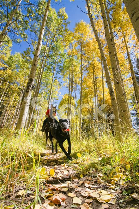 Happy Dog And Horseback Riding Autumn Landscape Stock Photo Royalty