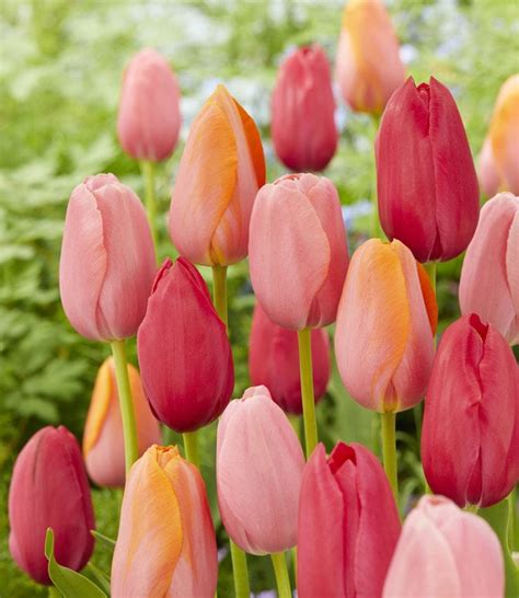 Tulip Bulbs Flaming Memory Huge Elegant French Tulip Tulip Store