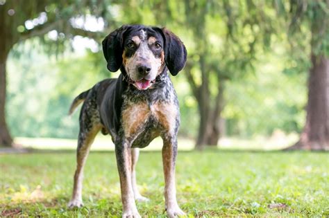 American English Coonhound Breed Info