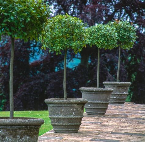 20 Small Trees That Grow Well In Pots Uk