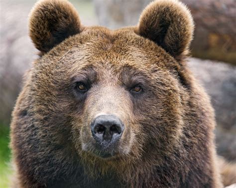 Danger Of Taking Selfies With Brown Bears In Canada