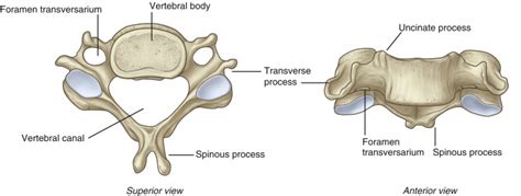 Cervical Spine Anatomy Musculoskeletal Key