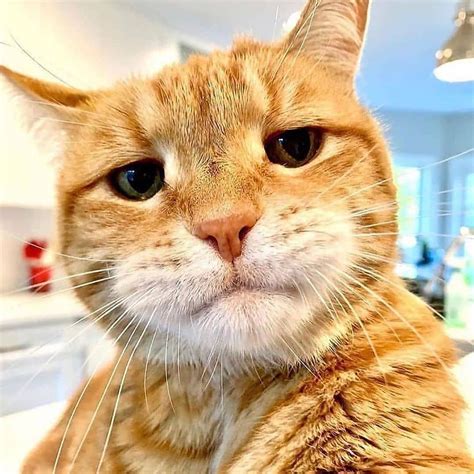 kucing no togel