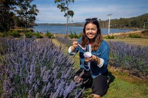 Port Arthur And Lavender Tours Tasmania