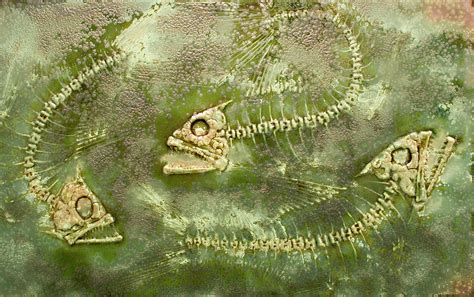 Fossil Fish Ceramic Art By Bruce Gholson Fine Art America