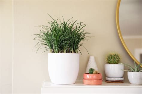 Tips For Growing Mondo Grass Indoors