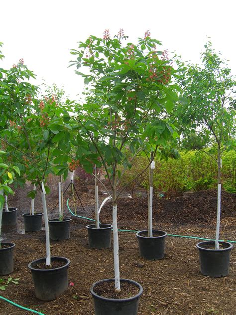 Horsechestnut Ft Mcnair Red For Sale In Boulder Colorado