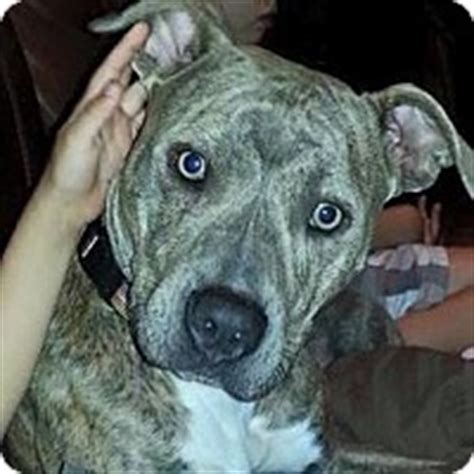 Connecting people with their perfect animal companions. Tampa, FL - Pit Bull Terrier Mix. Meet Sierra a Puppy for ...