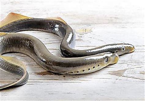 New Attractant Approved To Fight Invasive Great Lakes Sea Lampreys