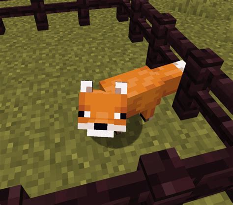 How To Tame A Fox In Minecraft Minecraft Station