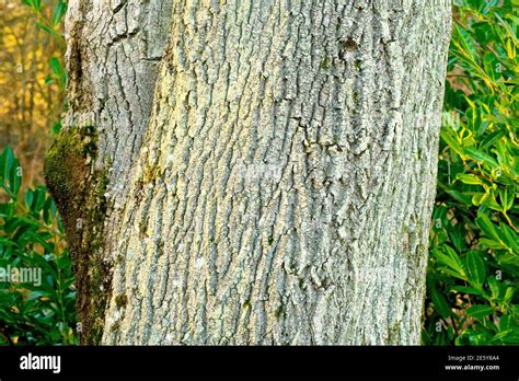 Ash Fraxinus Excelsior Close Up Of The Rough Cracked Texture Of The