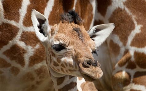 Baby Giraffe Born At Noahs Ark Zoo Farm 8 Pics