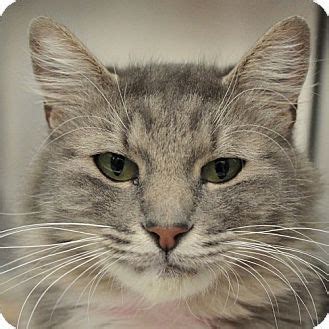In many petco locations across the country, you can meet adoptable pets every day in one of our adoption habitats or on the weekends many of our local adoption partners showcase pets looking for homes. Las Vegas, NV - Domestic Mediumhair. Meet *PIXIE, a cat ...