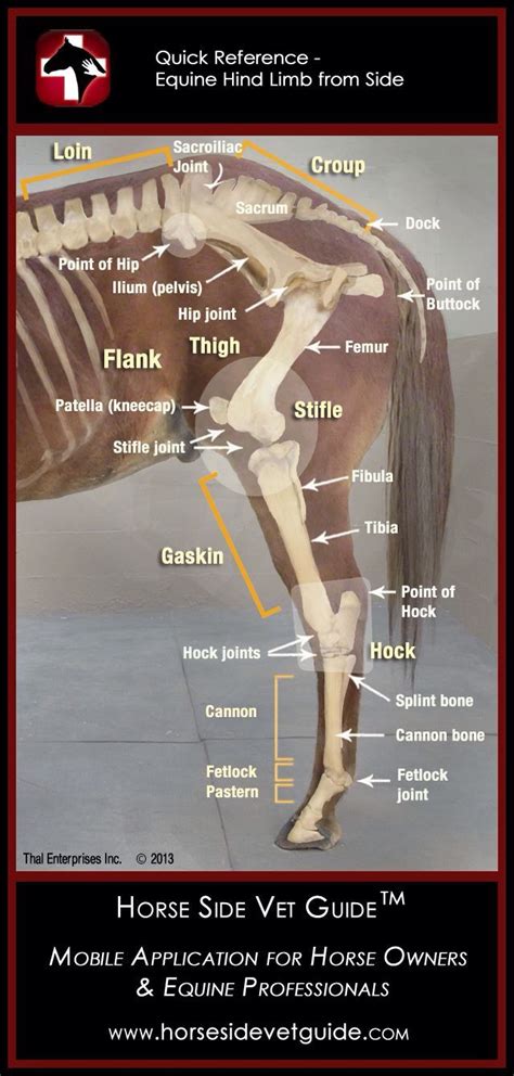 Equine Hind Limb Horse Health Horses Horse Anatomy