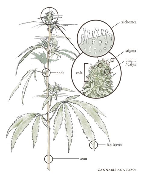 Understanding The Cannabis Plant Part 1 National Holistic Healing Center