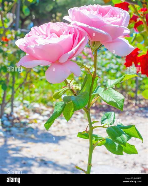 Beautiful Garden Roses