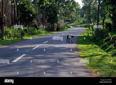 Los Animales Y Las Tribus Errantes A Través De Los Solitarios Caminos