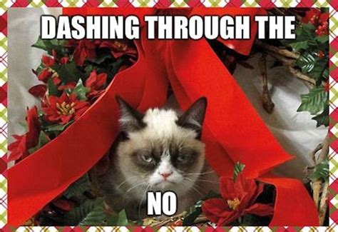 Grumpy Cat Has Made Its Owner £64million Daily Mail Online