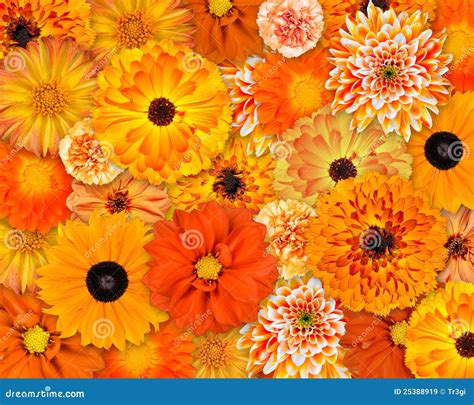 Orange Flower Background Royalty Free Stock Images Image 25388919