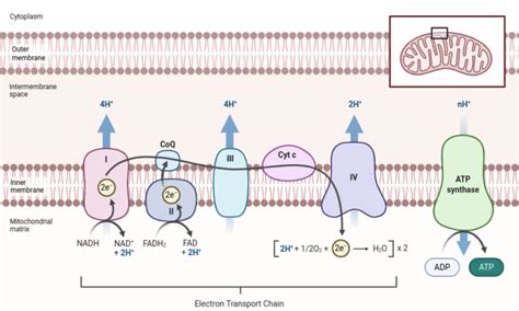 How Is Atp Produced In The Electron Transport Chain