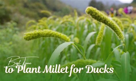 When To Plant Millet For Ducks Timing And Strategies