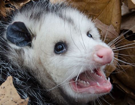 Opossum Facts Animal Facts Encyclopedia