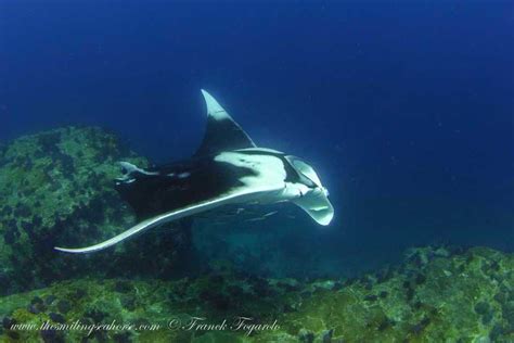 Manta Rays In Mergui Archipelago Diving Liveaboard In Thailand And