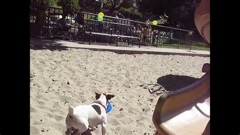 Jack Russell Terrier Hit In Face With Frisbee Youtube