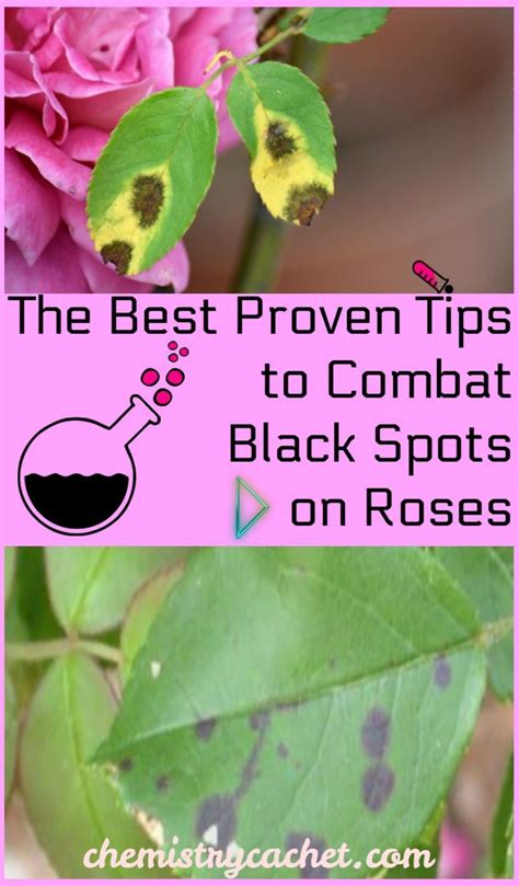 Are You Dealing With Black Spots On Your Roses Or Other Rose Disease