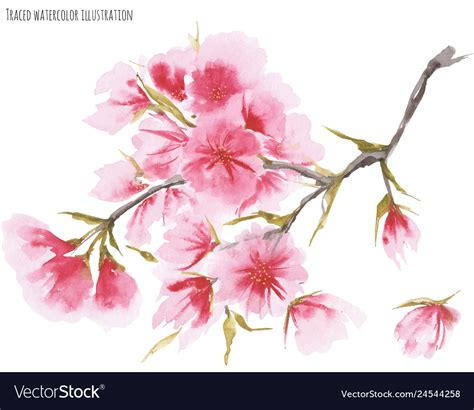 Watercolor Cherry Blossom Royalty Free Vector Image