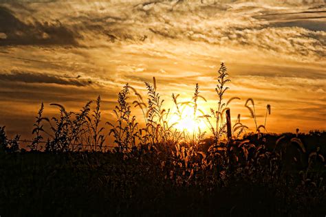 Wild Grasses At Sunset Photograph By Hh Photography Of Florida Fine