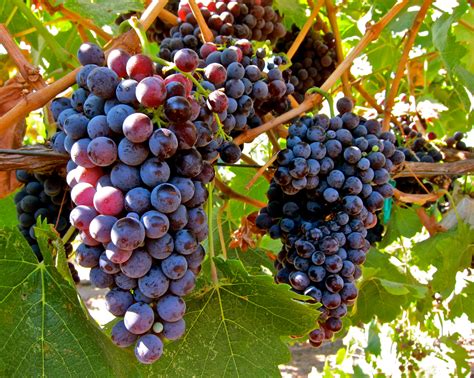 Types Of Wine Grapes Online Discount Save 57 Jlcatjgobmx