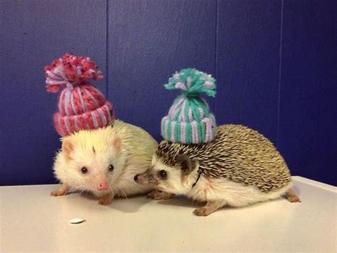 This Hedgehog Day Treat Yourself With 15 Pictures Of