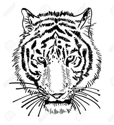 Tigers Eye Drawing At Getdrawings Free Download