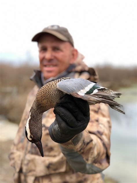 Garganey Species Info And Hunting Ramsey Russells