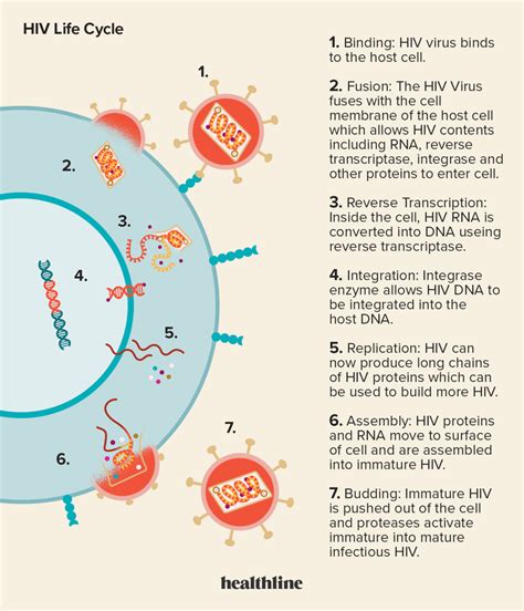 The 7 Stages Of The Hiv Life Cycle Explained
