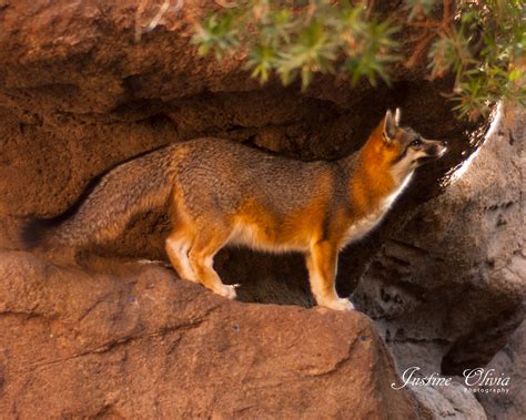 Gray Fox At The Sonoran Desert Museum Tucson Az Ww