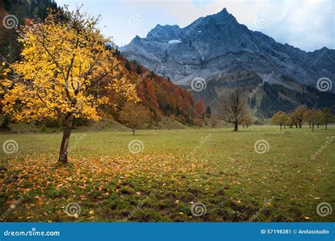 Autumn Mountain Landscape In The Alps With Maple Tree Stock Image
