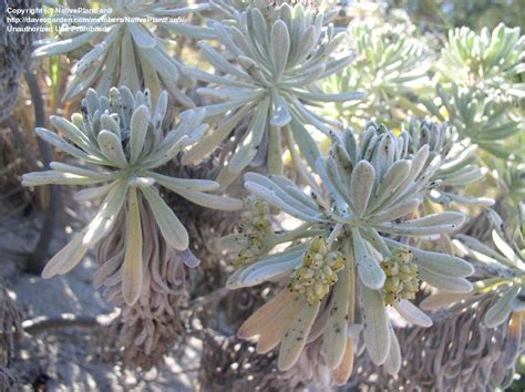 Check out our rosemary leaves selection for the very best in unique or custom, handmade pieces from our herbs & spices shops. PlantFiles Pictures: Sea Rosemary, Sea Lavender (Argusia ...