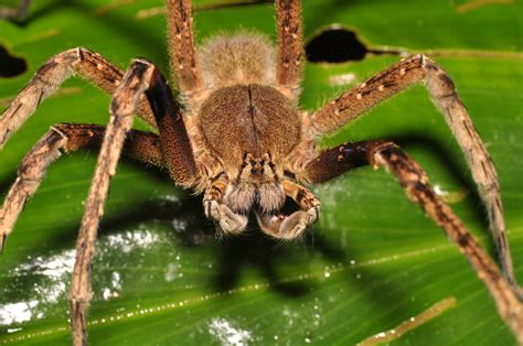 Phoneutria Cf Fera Brazilian Wandering Spiders Pavel Kirillov Flickr