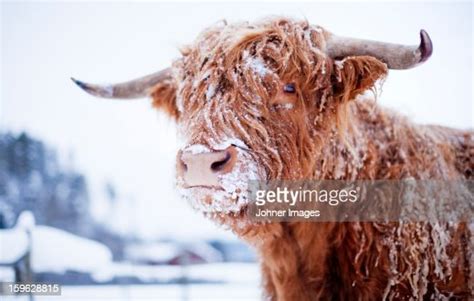 Highland Cattle Cover With Snow High Res Stock Photo Getty Images