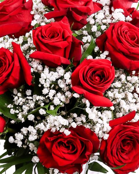 Red Roses And Gypsophila Bouuqet Magnoliaro