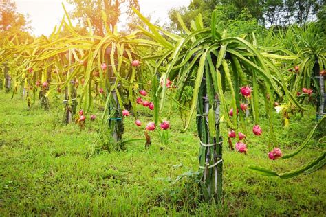 How To Grow Dragon Fruit Pitaya Growing And Planting Tips Better Homes