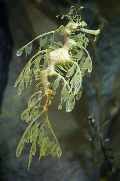 Extraordinary Leafy Sea Dragon Phycodurus Eques Seahorse Facts And