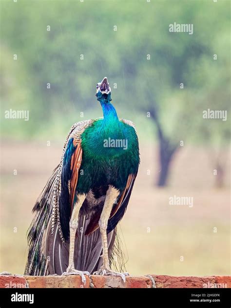 Peacock Pictures In Rain
