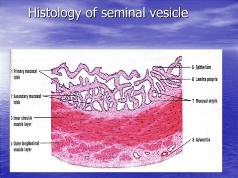 PPT Histology Of The Male Reproductive System Repro PowerPoint Presentation ID