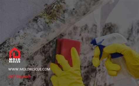 The Top Professional Mold Removal Products For Effective Cleaning