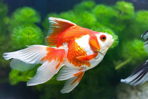 Goldfish Care In A Bowl Pet Ponder